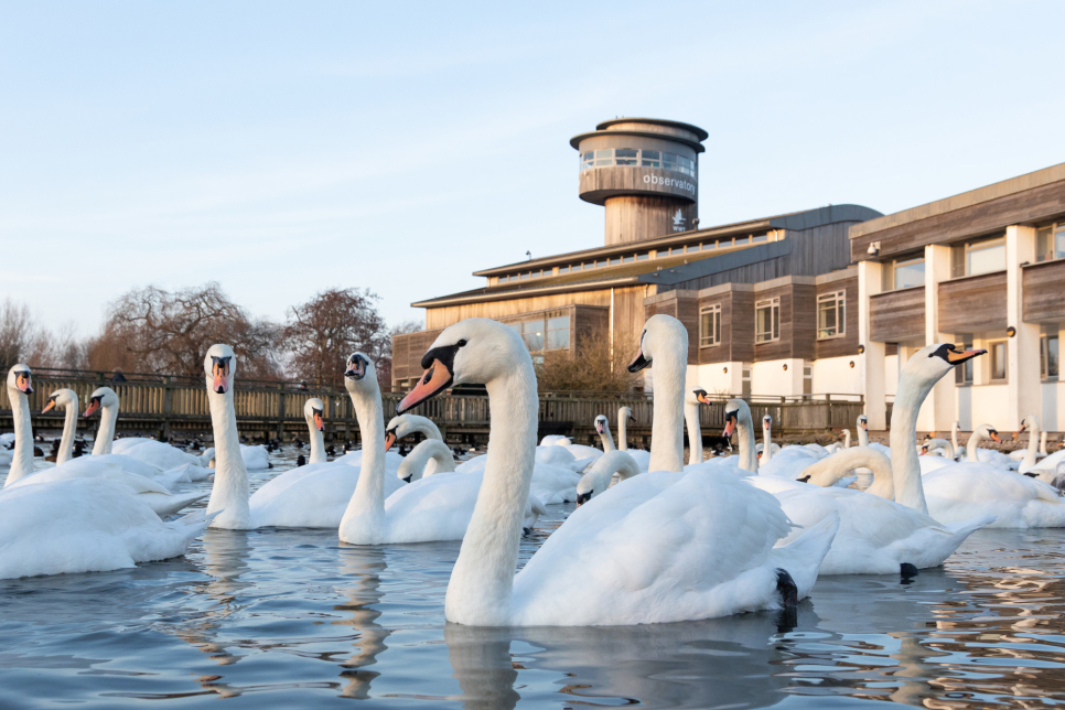 WWT Slimbridge finalists in VisitEngland Awards